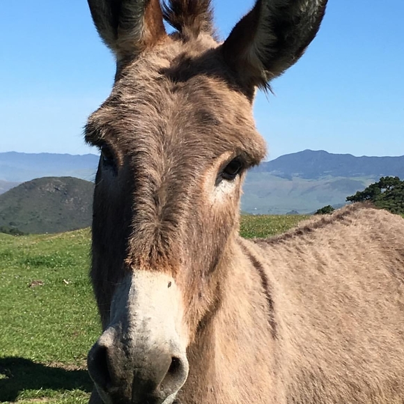 Meet your Posher, Bobby - Picture 1 of 1